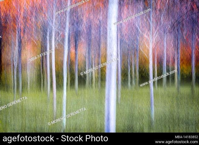 Abstract image, birch wood in autumn, warm colors