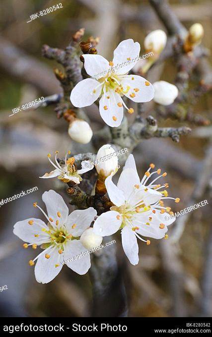 Blüten des Weißdorn (Crataegus), Juist, Töwerland, Ostfriesische Insel, Ostfriesland, Nordsee, Niedersachsen, Deutschland
