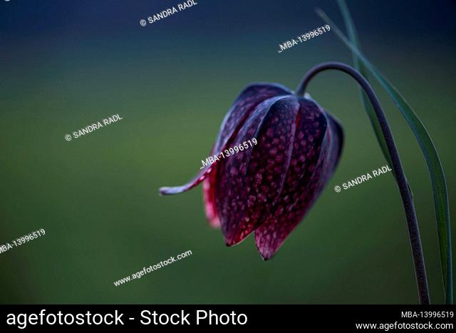 blossom of the checkerboard flower (fritillaria meleagris) in the meadows near morteau, evening light, france, bourgogne-franche-comté, doubs department