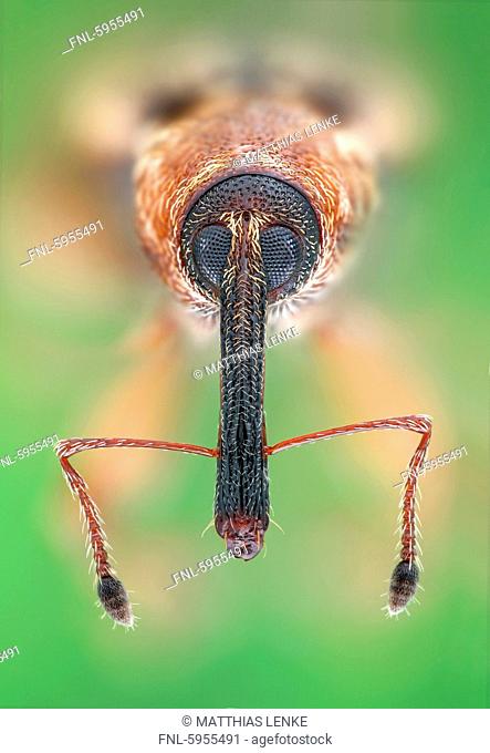 Weevil, macro shot