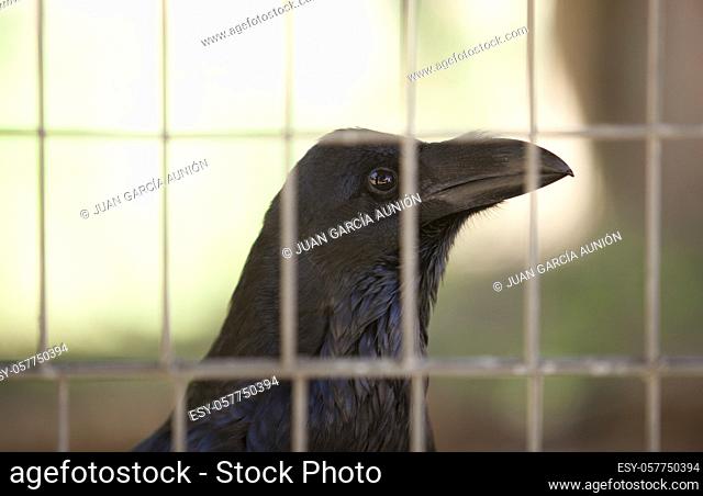 Common Raven caged. Also known as the Northern Raven or Black Crow. Closeup