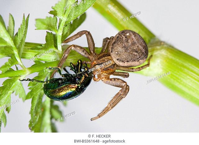 Erratic Crab-spider, crab spider (Xysticus cf. erraticus), with caught leaf beetle, Germany