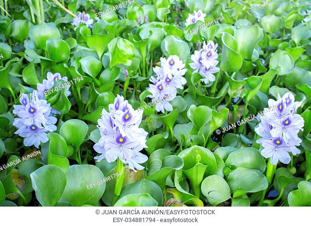 Eichhornia crassipes, commonly known as water hyacinth. Highly problematic invasive species at Guadiana River, Badajoz, Spain