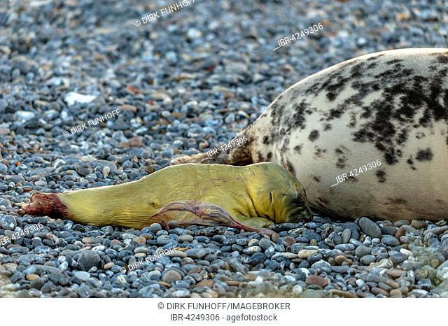 Grey seal (Halichoerus grypus) being born, series, newborn, Heligoland, Schleswig-Holstein, Germany