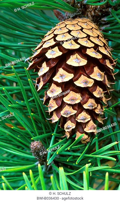 Scotch pine, scots pine (Pinus sylvestris), cone, Denmark
