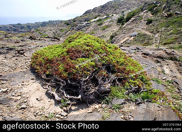 Cade juniper or prickly juniper (Juniperus oxycedrus) is an evergreen coniferous shrub native to Mediterranean region. Specimen adapted to the wind