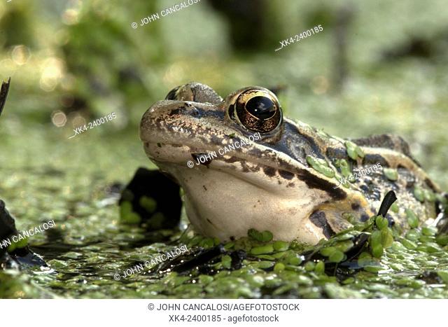 Pickerel frog (Lithobates palustris, Rana palustris), District of Columbia, USA
