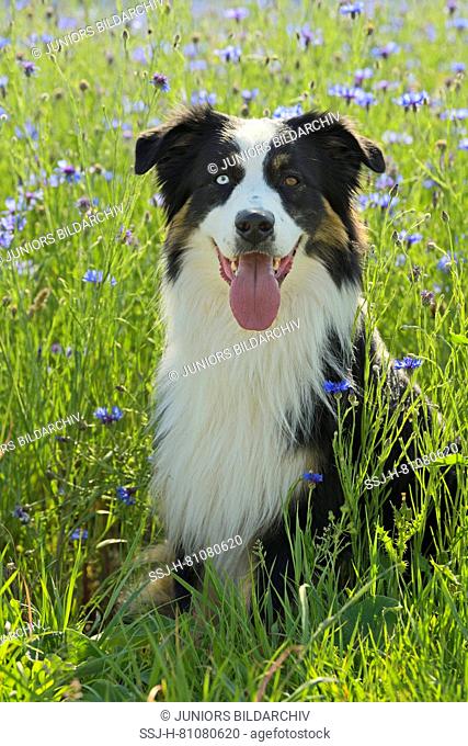 Australian Shepherd. Adult dog with eyes of different color sitting in a meadow with flowering cornflowers. Germany