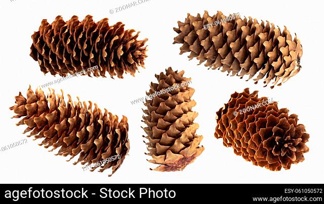 Fir cone isolated on white background with clipping path, spruce cones collection