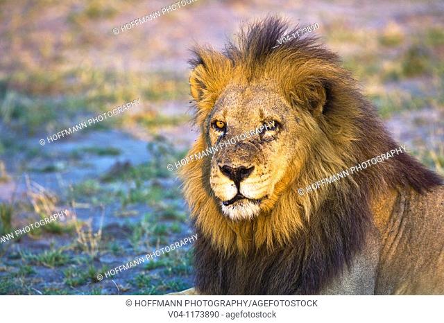 An old male lion (Panthera leo) enjoying the last rays of sunshine in Botswana, Africa