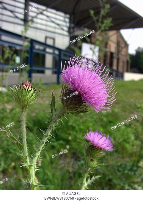 acanthus thistle, plumeless thistle, curled thistle Carduus acanthoides, blooming, Germany, North Rhine-Westphalia, Ruhr Area, Bochum
