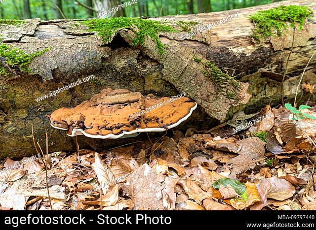 Tinder fungus [Fomes fomentarius] on the trunk of a fallen beech, growing on deadwood