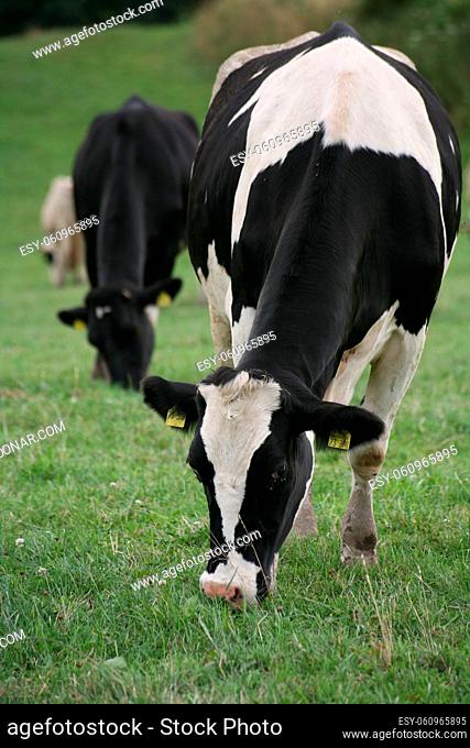 Glückliche Kühe auf einer Weide