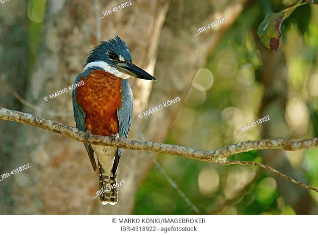 Ringed Kingfisher (Megaceryle torquata) sitting on branch, Pantanal, Mato Grosso, Brazil