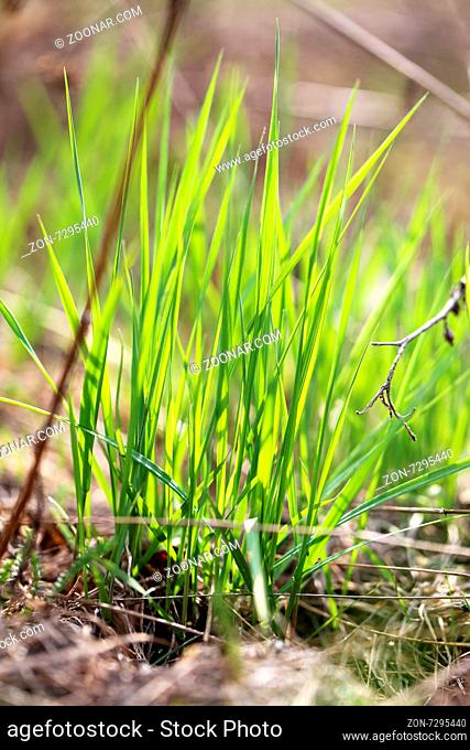 Green grass in a field photographed close up