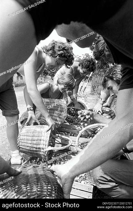 ***JULY 27, 1977 FILE PHOTO***Students from the Superk District picking sweet and sour cherries in Mladonov near Sumperk, Czechoslovakia, July 27, 1977
