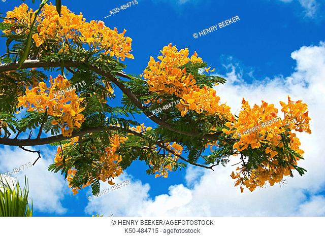 Delonix Regia, Royal Flamboyant Tree Flame Tree Poinciana Tree Tropics Tropical