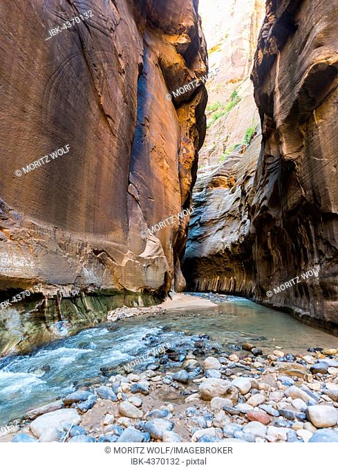 The Narrows, Virgin River, steep walls, Zion Canyon, Zion National Park, Utah, USA