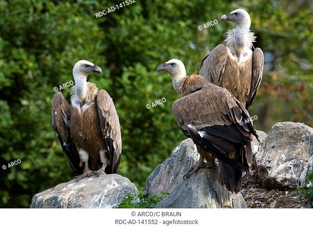 Griffon Vultures Gyps fulvus