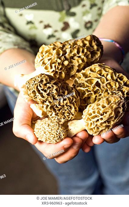 A handful of freshly picked morel mushrooms held by female child  Morchella, the true morels, is a genus of edible mushrooms  These distinctive mushrooms appear...