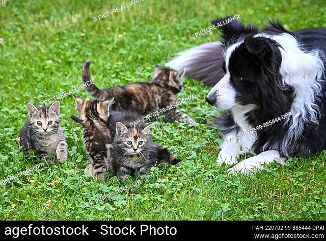 02 July 2022, Brandenburg, Sieversdorf: A female dog of the Border Collie breed is lying in a meadow in a garden with four kittens a few weeks old