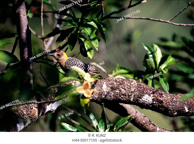 Hoffmann's Woodpecker, Melanerpes hoffmannii, Picidae, woodpecker, male, bird, animal, Nosara, Costa Rica