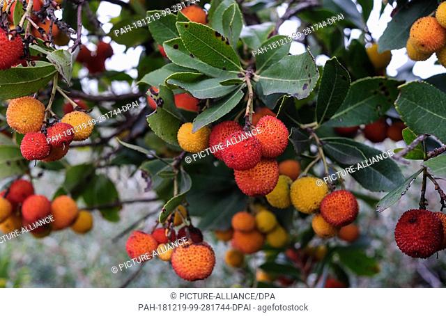 14 December 2018, Turkey, Izmir: Fruits hang on the western strawberry tree (Arbutus unedo) from the heather family. The strawberry tree is an evergreen shrub