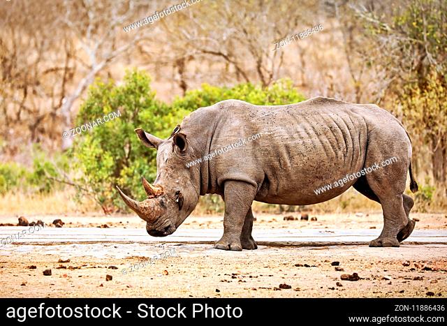 Breitmaulnashorn im Kruger Nationalpark, Südafrika, white rhinoceros, South Africa