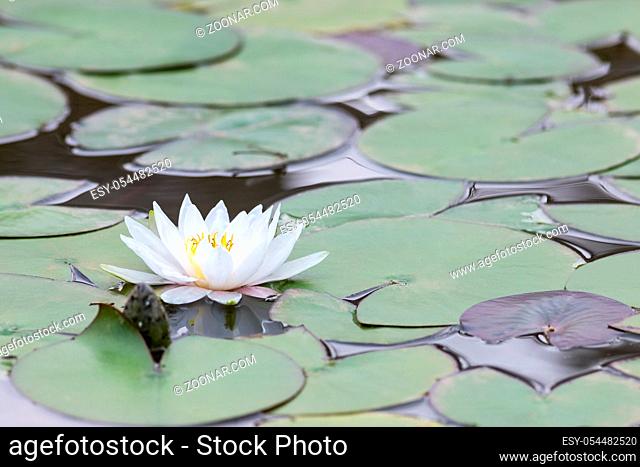 white water lily flower on pond