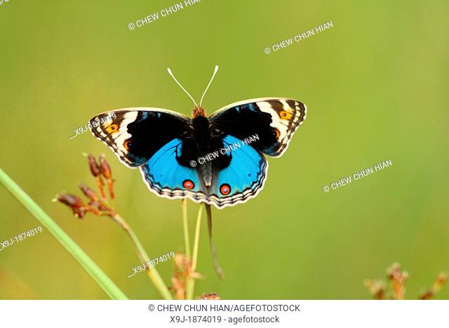 Butterfly, Blue pansy Junonia orithya wallacei, Borneo, Asia