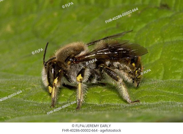 Wool Carder Bee Anthidium manicatum adult male, England