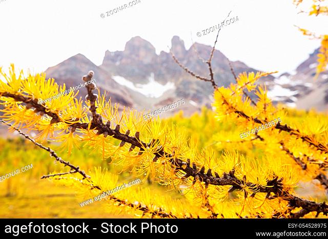 Beautiful golden larches in mountains, Canada. Fall season
