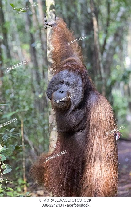 AAsia, Indonesia, Borneo, Tanjung Puting National Park, Bornean orangutan (Pongo pygmaeus pygmaeus), adult male
