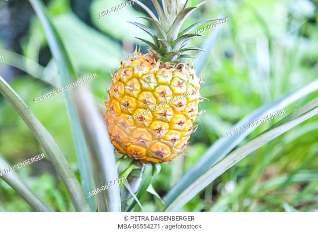 A pineapple plant with ripe fruit, (Ananas comosus)