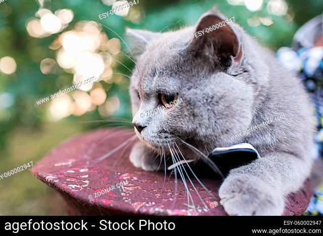 Beautiful Big gray Cat wearing Butterfly Tie and sitting outdoor