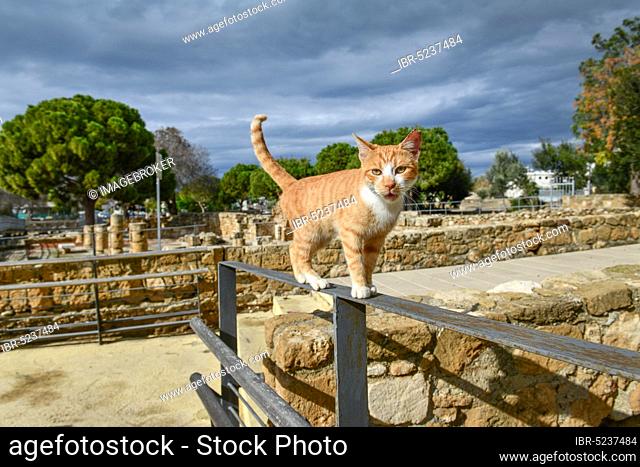Cat, excavation site Agia Kyriaki Chrysopolitissa, Paphos, Cyprus, Europe