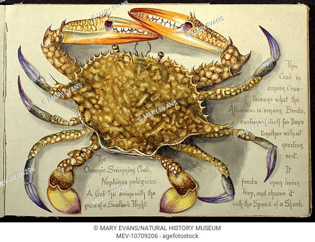 Watercolour by Olivia Fanny Tonge, labelled Oceanic swimming crab. c. 1910