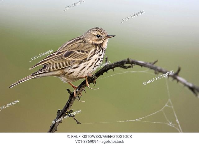 Meadow Pipit / Wiesenpieper ( Anthus pratensis ) perched elevated on top of dry thorny tendril, watching for predators, long hind claw, wildlife, Europe