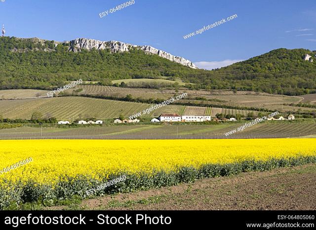 oilseed rape, Palava, Southern Moravia, Czech Republic