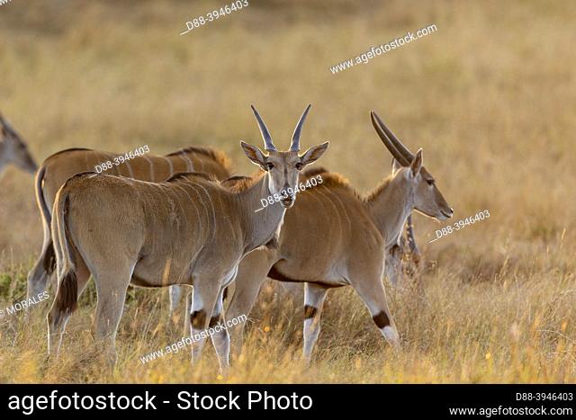 Africa, East Africa, Kenya, Masai Mara National Reserve, National park, Common eland (Tragelaphus oryx), in the savannah