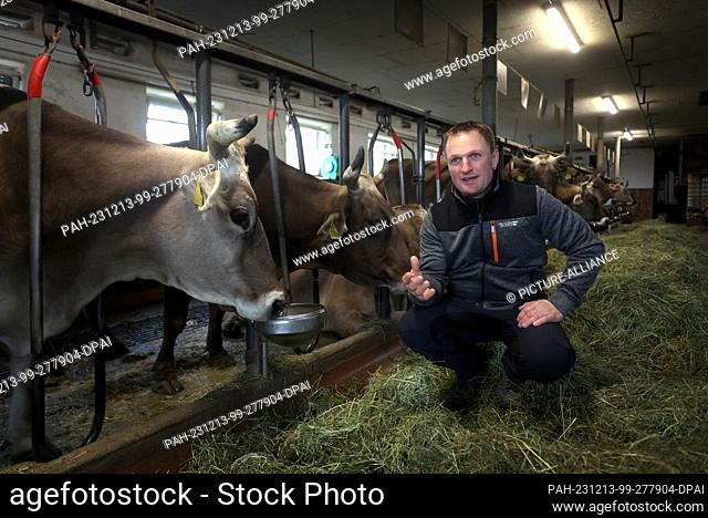 PRODUCTION - 13 November 2023, Bavaria, Immenstadt: Thomas Kögel, farmer, squats in a stall for tethered housing on his farm