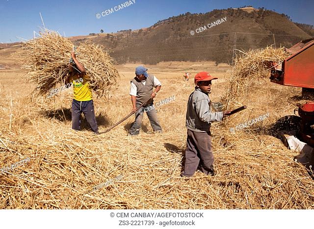 Indigenous people of Sacred Valley working in the field, Cuzco, Peru, South America