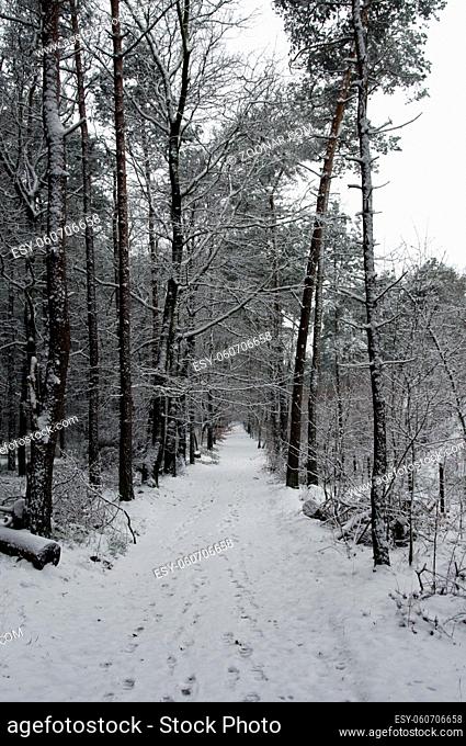 winter met sneeuw op de veluwe in het bos