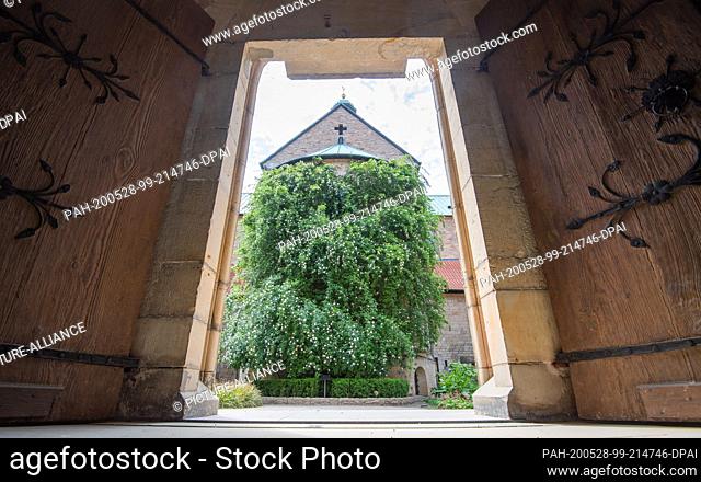 27 May 2020, Lower Saxony, Hildesheim: The ""1000-year-old rosebush"" at the Hildesheim cathedral. The wild hedge rose on the church wall is in full bloom these...