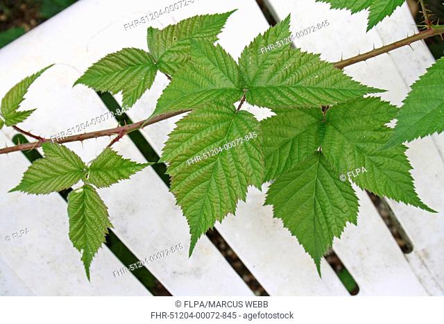 Bramble Rubus fruticosus leaves and stem, growing over chair in overgrown garden, Suffolk, England, august
