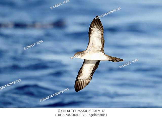 Wedge-tailed Shearwater (Puffinus pacificus) adult, in flight over sea, Iwo Islands, Ogasawara Islands, Japan, May