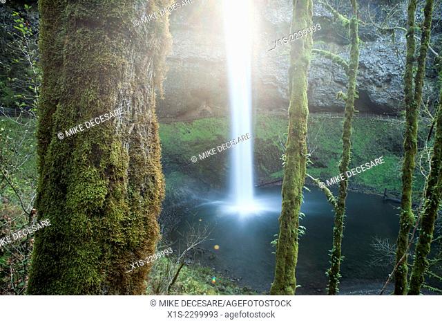Large waterfall in the distance is framed by moss covered Evergreen trees in Oregon, in the Pacific Northwest