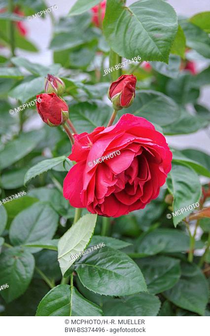 Bluete (Rosa 'Ascot', Rosa Ascot), cultivar Rosa 'Ascot'