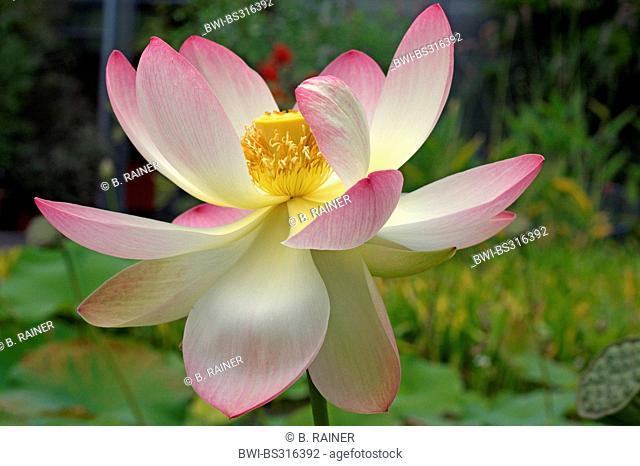 East Indian lotus (Nelumbo nucifera), flower