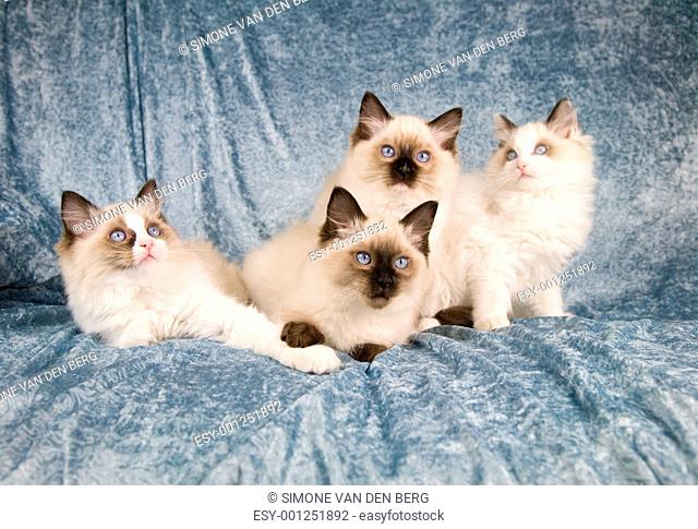 cat family